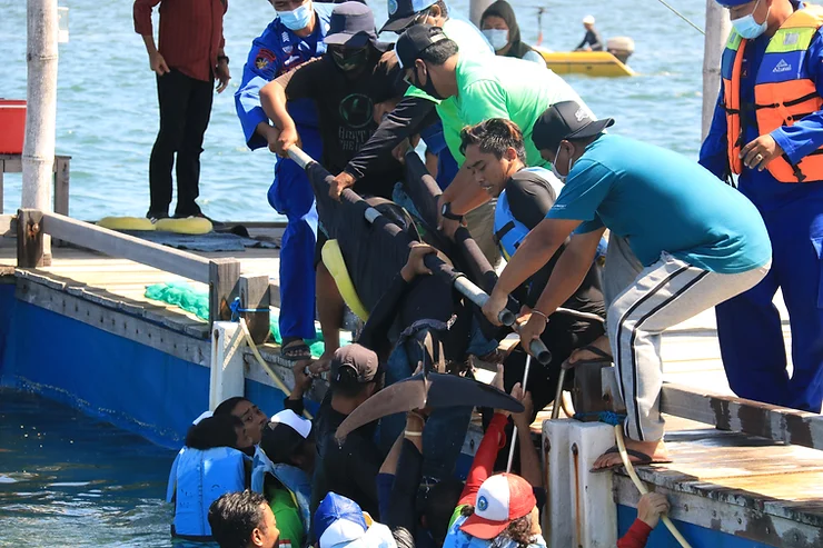 7 Dolphins Evacuated From Illegal Captivity in Bali, Illegal Facility Shutdown.